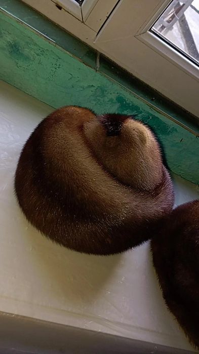 В продаже женские шапки