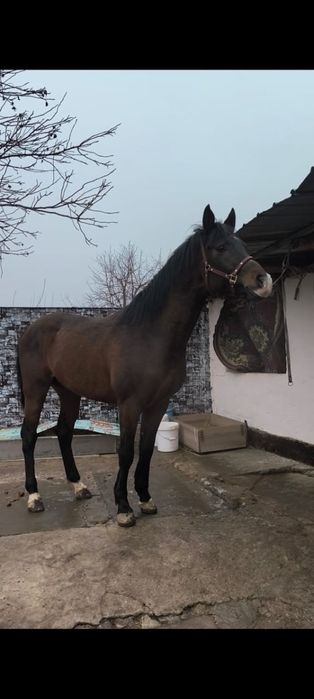 Продам хорошего коня срочно