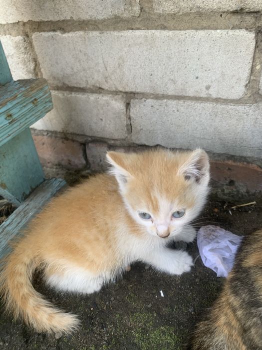 Отдам котят даром