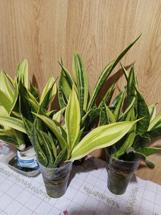 Обмен сансевиерии