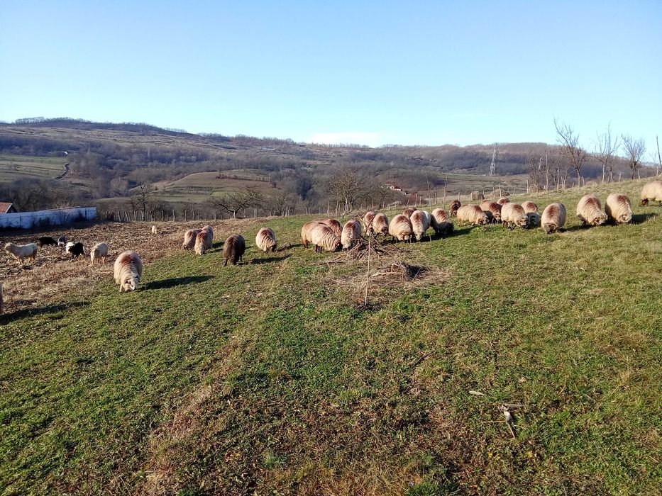 Vând 30 de oi țurcane