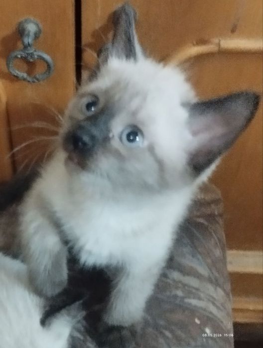 Котята Сиамские Мальчики