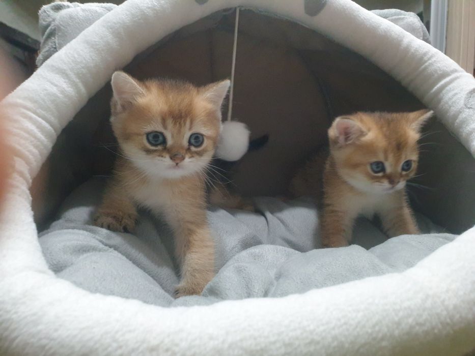 Продаются котята. Золотая шиншилла. Шотландские