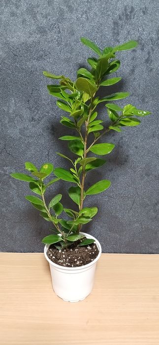 Комнатные растения от 2500