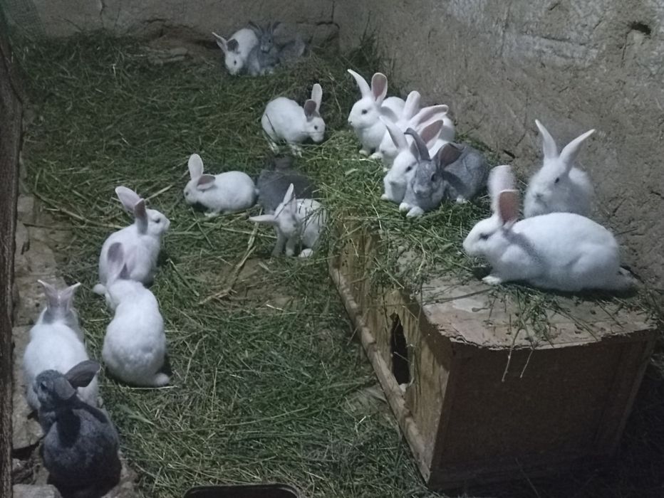 Quyonlar sotiladi soglom xikol zoti