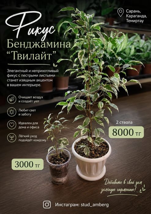Фикус -Шривериана, Бенгальский , Мокламе и т.д