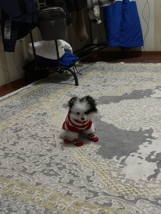 собака на продажу