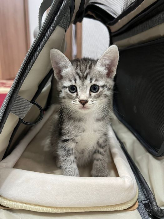 Шотландской котенок