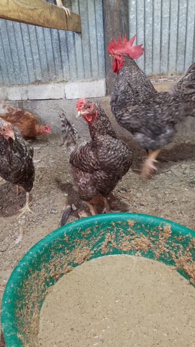 Продам куры домашние