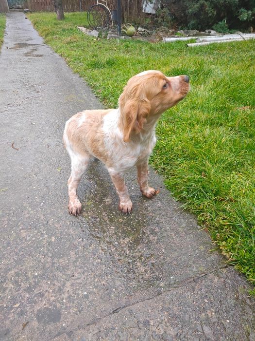 Елитни кученца  Епаньол бретон  от шампионско потекло