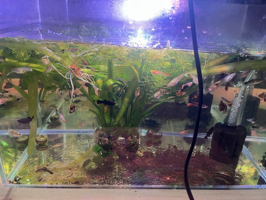 Гуппи продается активные