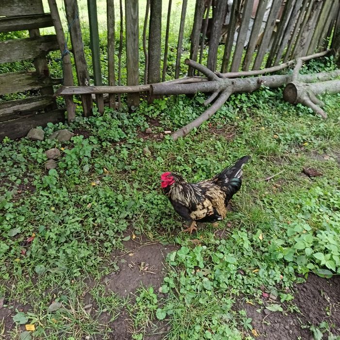 Cocosi de vanzare
