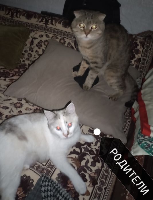 Котёнок 2 месяца