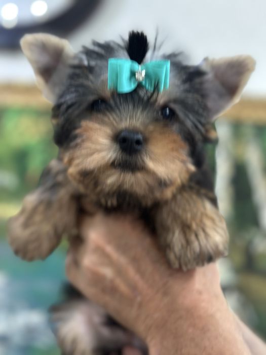 Щеночки йоркширского терьера