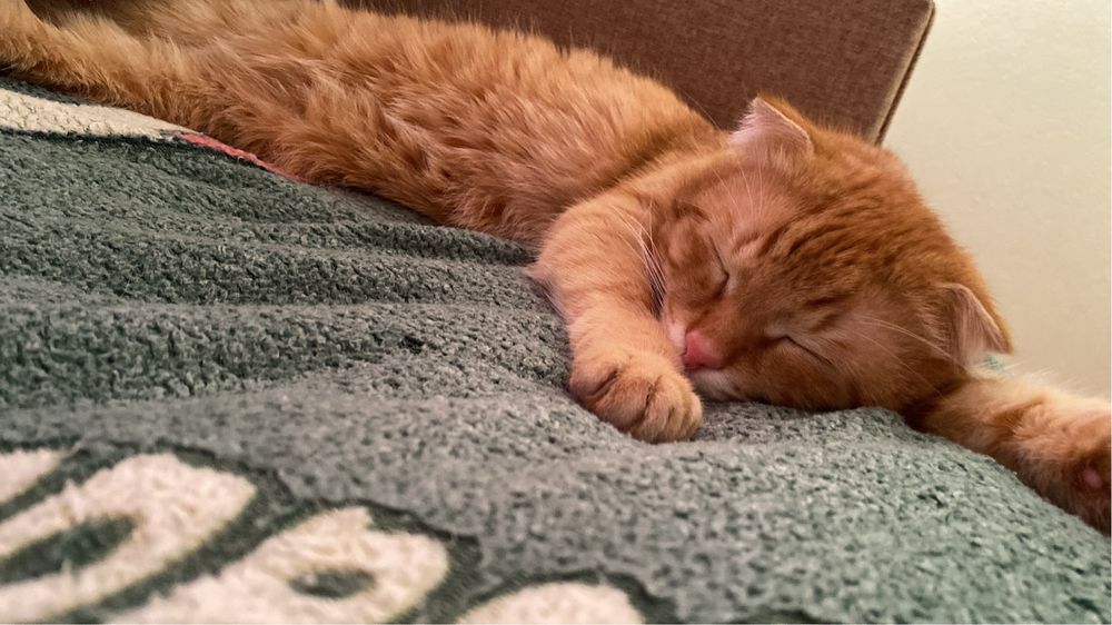 От дам даром в добрые руки кота