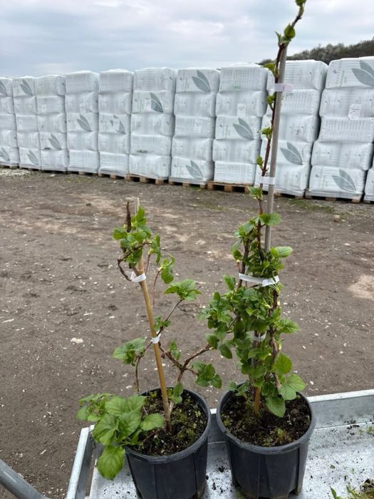 Катерлива Хортензия