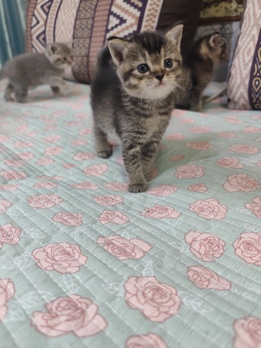 Подарок для любимых! Шикарные котята!