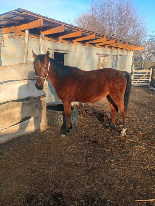 Ассалаумагалеком