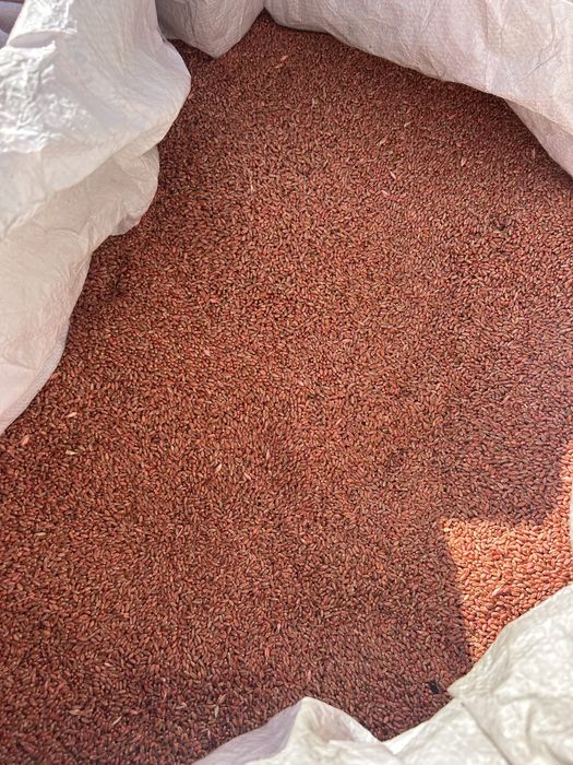 Grau de samanta(selectat si tratat)