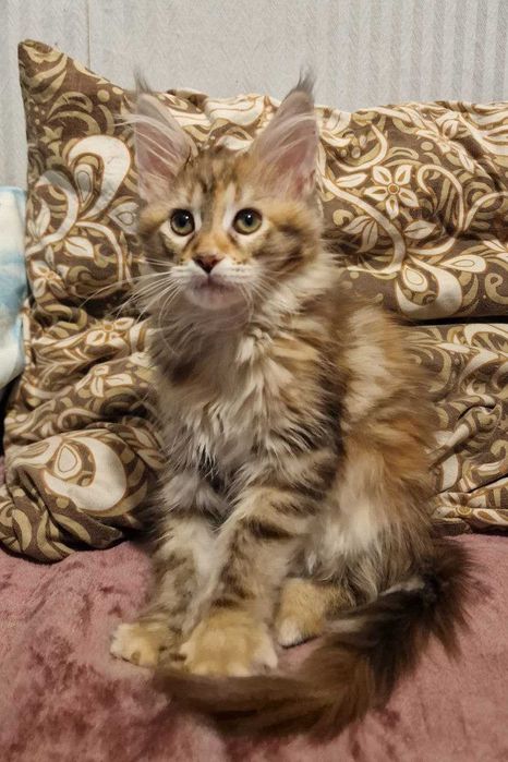 Котята Мейн-кун (девочки)