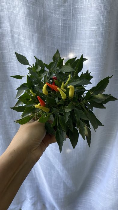 Перчики острые комнатные, разные