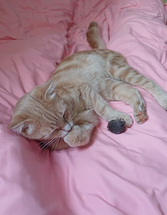 Отдам в добрые руки