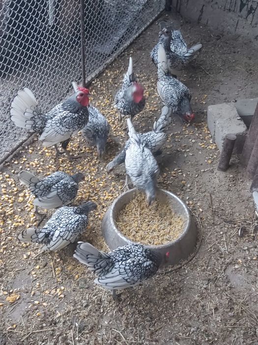 Găini sebricht maturi și pui