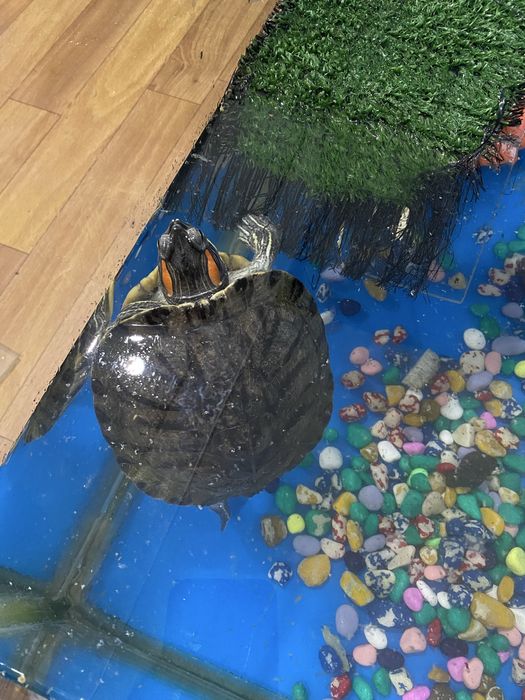 Черепаха морская даром