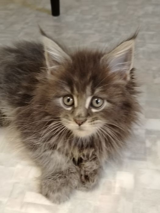 Котята из питомника