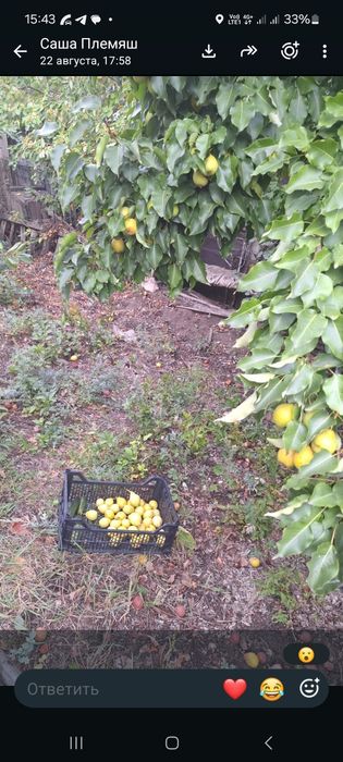 Продам дачную грушу