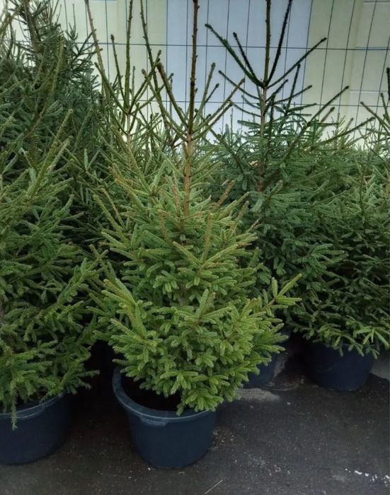 Ветки елки,ветки пихты,живая елка,живая сосна,живая ель