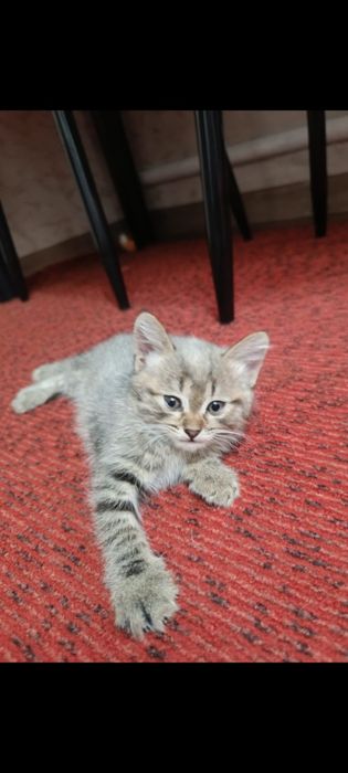 Отдам котят в самые добрые руки.