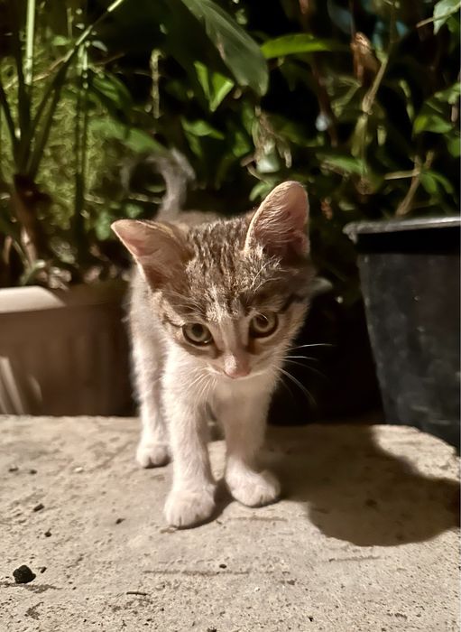 Котята ищут новый дом и любящих хозяев. 1,5 месяца две кошечки.