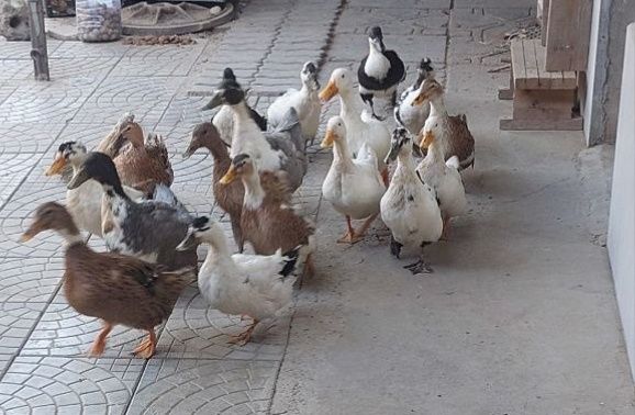 O‘rdaklar sotiladi. Утки продаются.