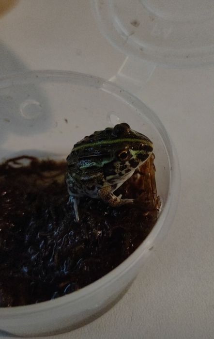 Лягушка водонос, малыш