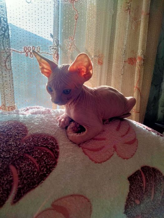 Канадский сфинкс