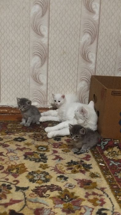Котятки очень красивые
