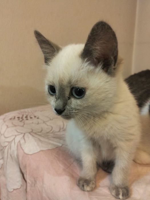 Котенок ищет дом!