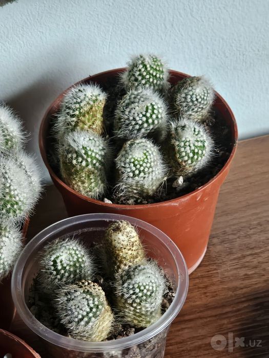 Mamillaria plumosa kaktusi bolalari sotiladi