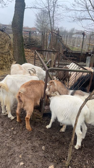 Vând capre de vânzare toate de a făta și un țap