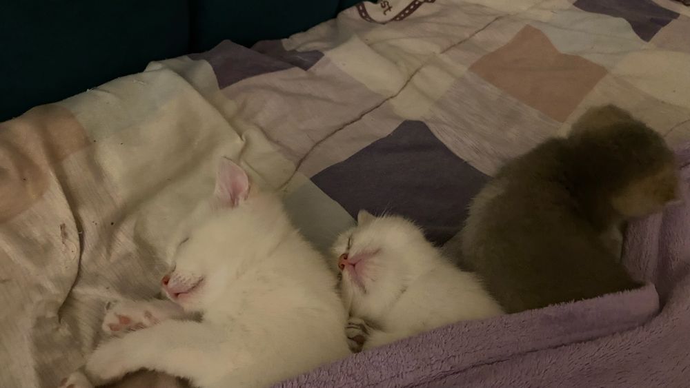 Продаются котята шиншила