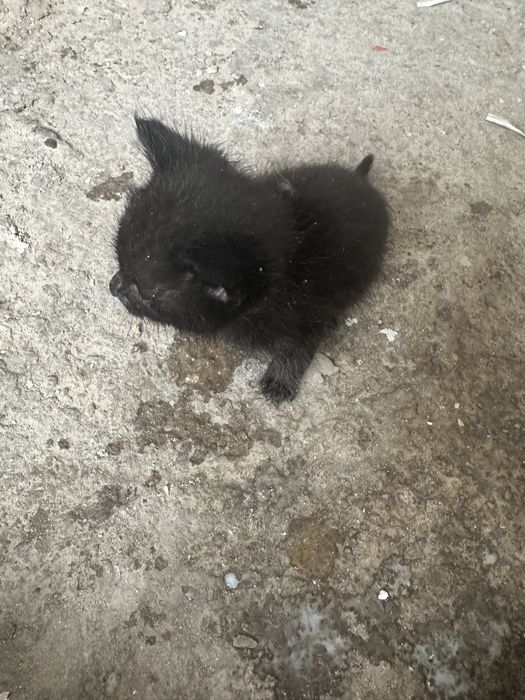Отдам котят срочна на добрые люди