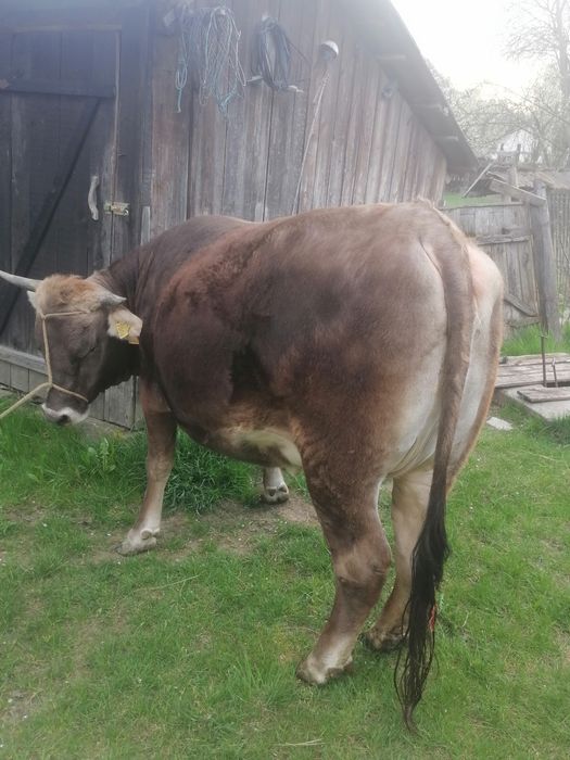 Vând jurinca de 2 ani gestanta în 8 luni