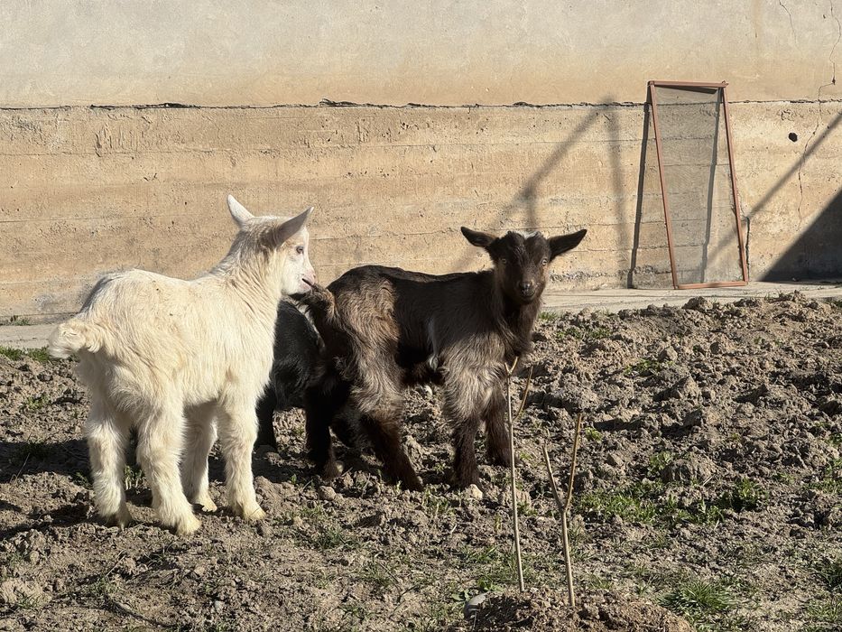 Орыс ешкі еркек лактар сатылады.