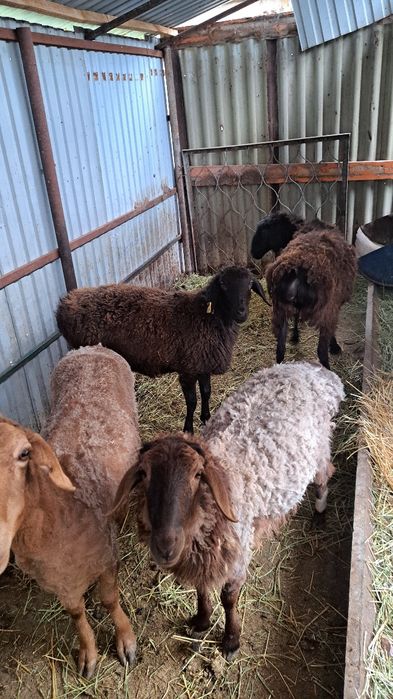 Кой бараны продам