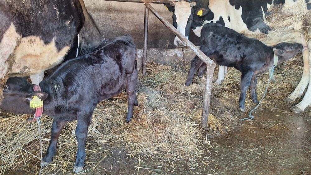 Vand viței de carne