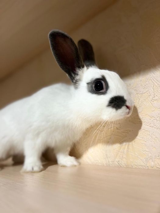 Отдам беслатно кролика