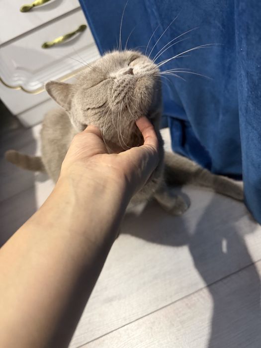 Отдам котенка в добрые руки