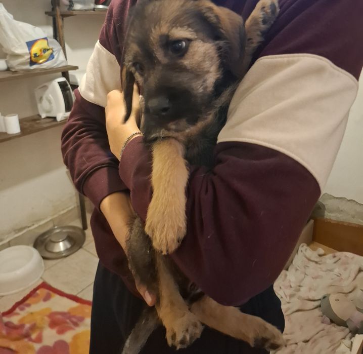 9 малки кученца търсейки си нов дом