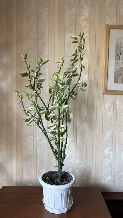 продам домашние цветы